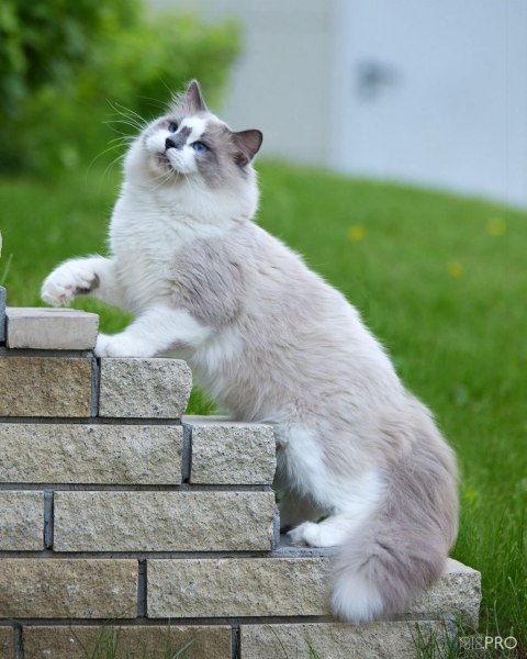 Siberian cat - IZ LUKOMORIAY - Filidel Nevaenisey