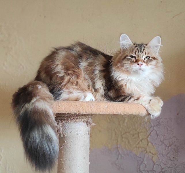 Siberian cat - IZ LUKOMORIAY - Waryag iz Lukomoriay