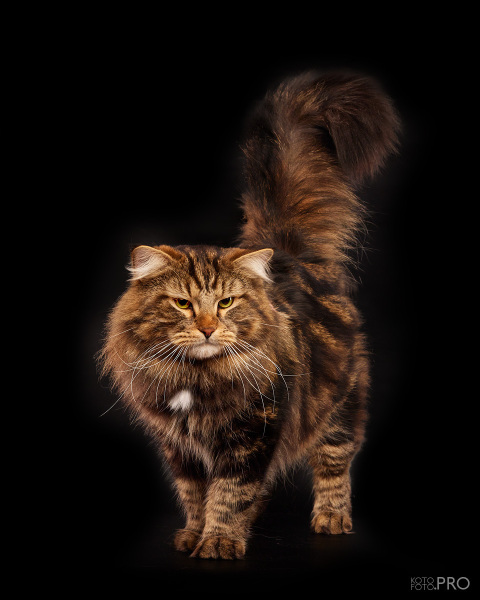 Siberian cat - Taiga Tiger - Bucephalus Taiga Tiger