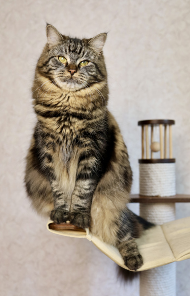 Siberian cat - Taiga Tiger - Edana Taiga Tiger