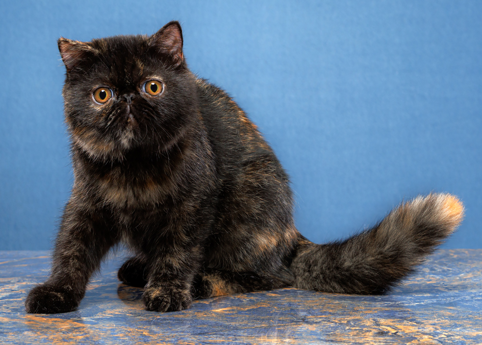 Exotic Shorthair - DT'BEATRIX - DT'BEATRIX CYPA