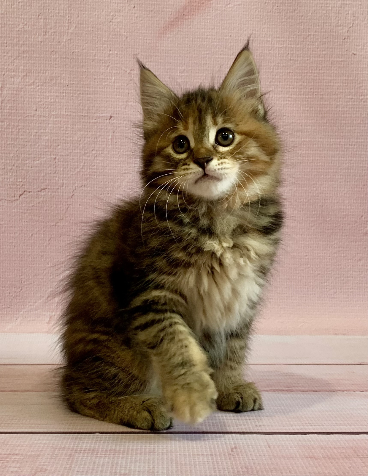 Kurilian Bobtail Longhair - «Krug Shamana» - Athabasca Krug Shamana