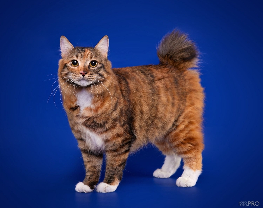 Kurilian Bobtail Longhair - Supreme Bobs team - Gerda Supreme Bobs Team