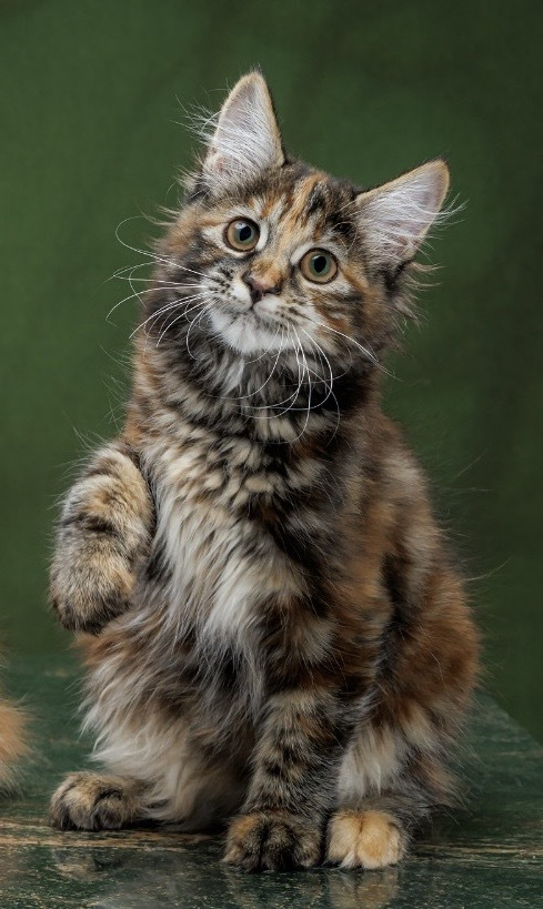 Kurilian Bobtail Longhair - Taiga Romance - Hohloma Taiga Romance