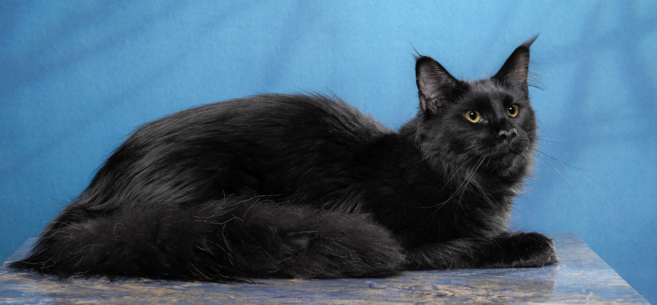 Maine Coon - AMELI - Матильда