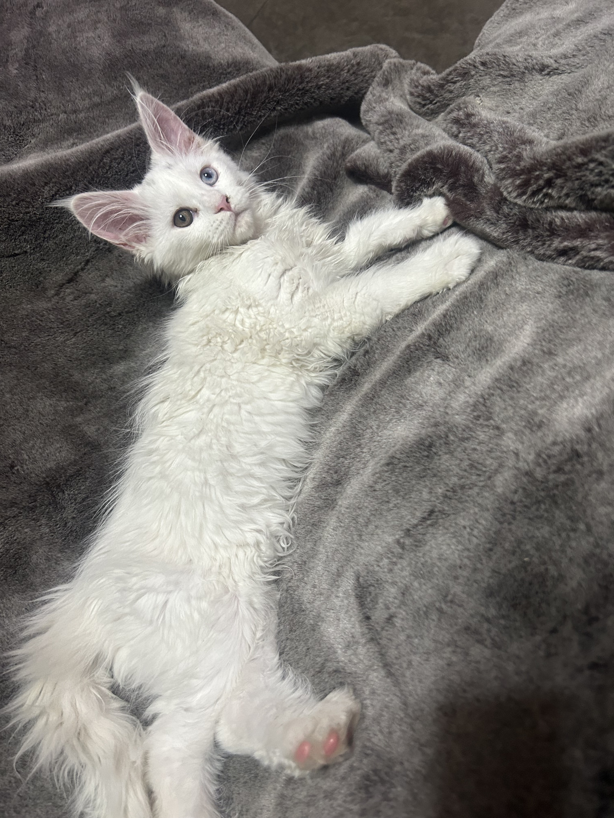 Maine Coon - AMELI - VASILINA BLACK AGATE
