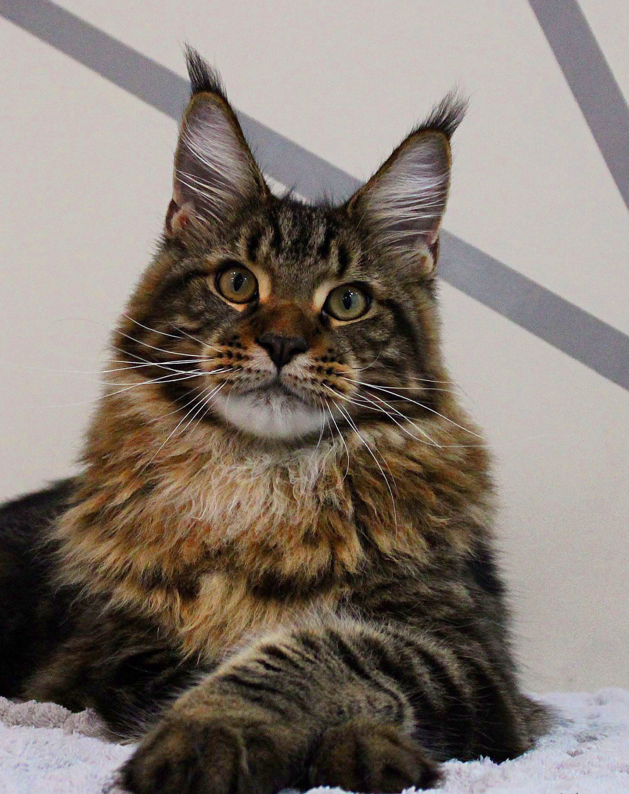 Maine Coon - Pompons Chics - Boomer Pompons Chics