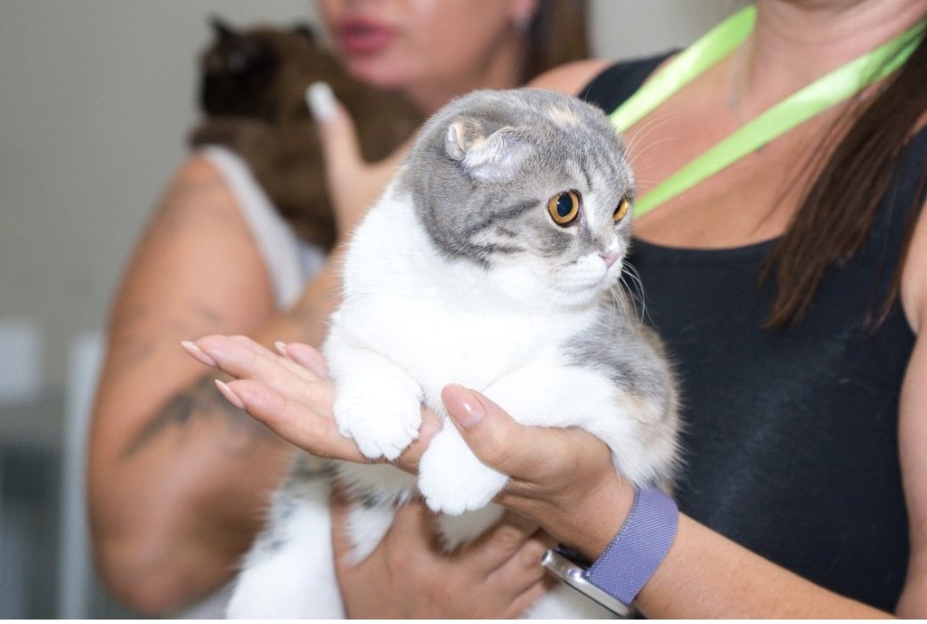 Scottish Fold - Demaris - BUSINKA BEATRIS
