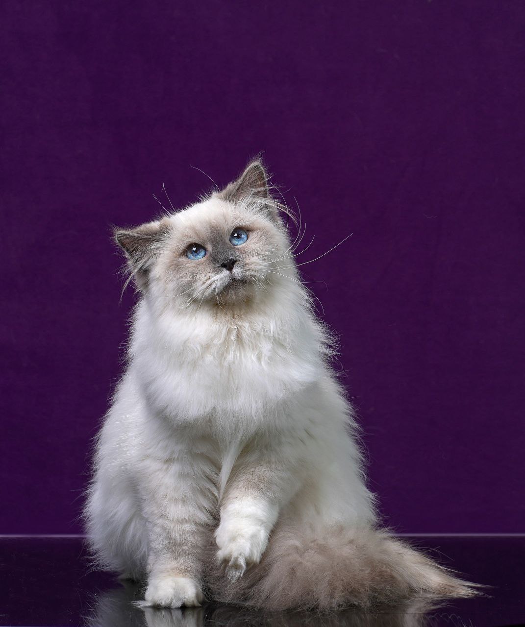Siberian cat - IZ LUKOMORIAY - Hvalyona iz Lukomoriay