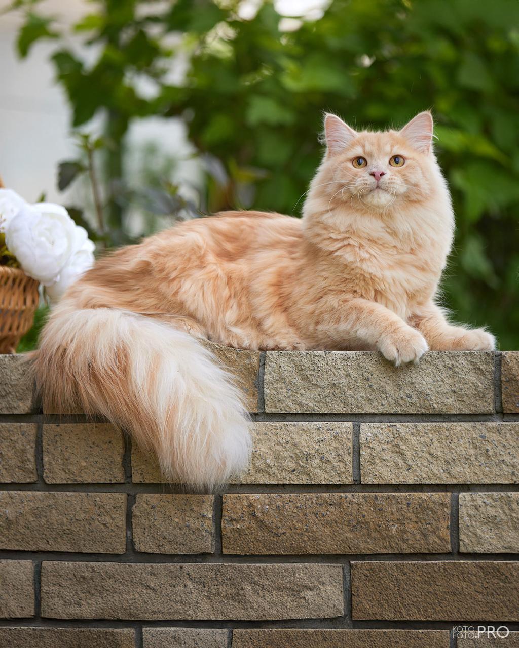 Siberian cat - IZ LUKOMORIAY - Jinger iz Lukomoriay