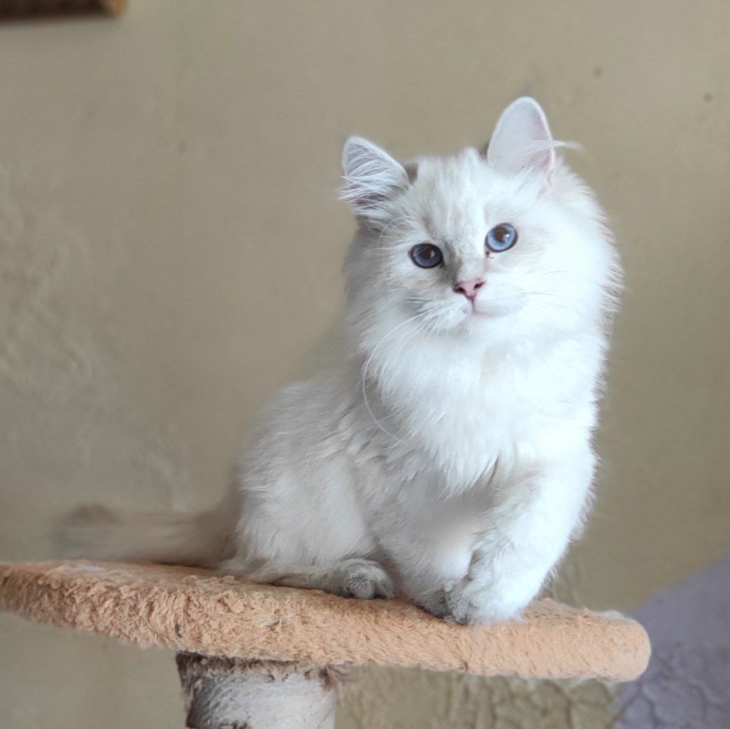 Siberian cat - IZ LUKOMORIAY - Zolushka iz Lukomoriay