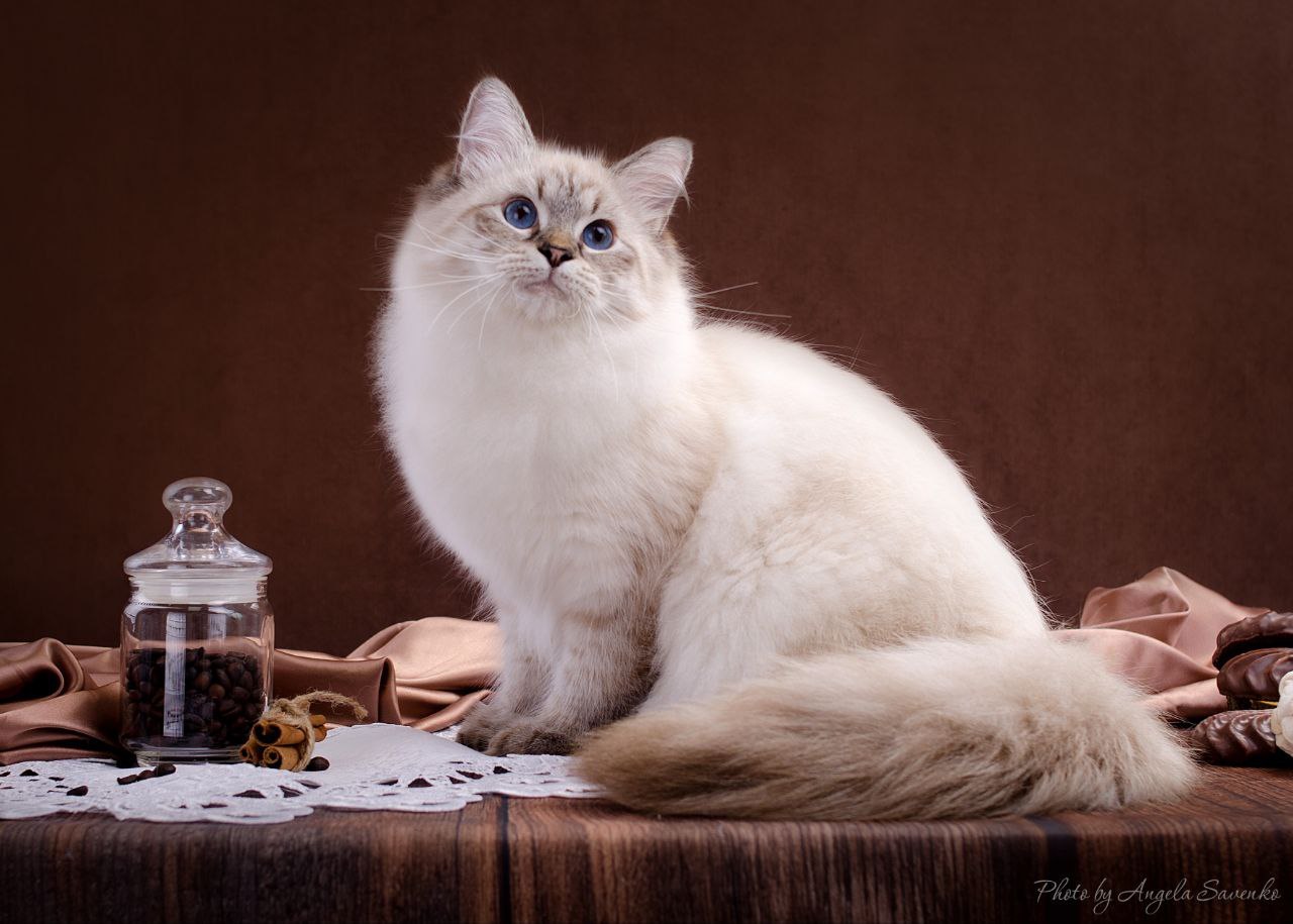 Siberian cat - NevaEnisey - Elvis NevaEnisey