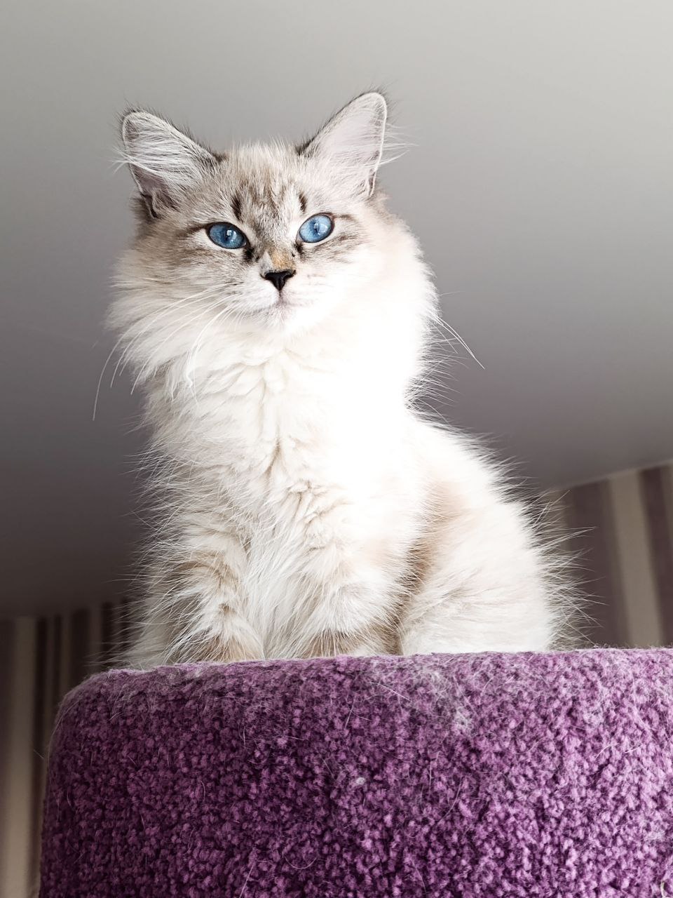 Siberian cat - NevaEnisey - Kikimora NevaEnisey