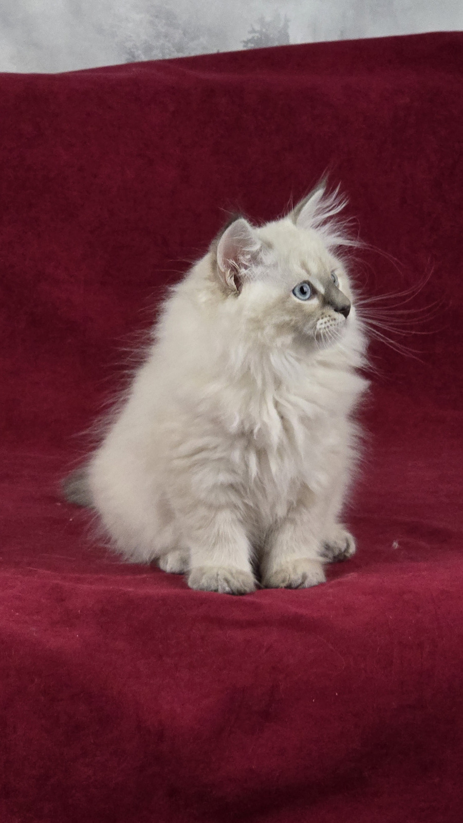 Siberian cat - Vladyka Lesa - Chingizkhan Vladyka Lesa