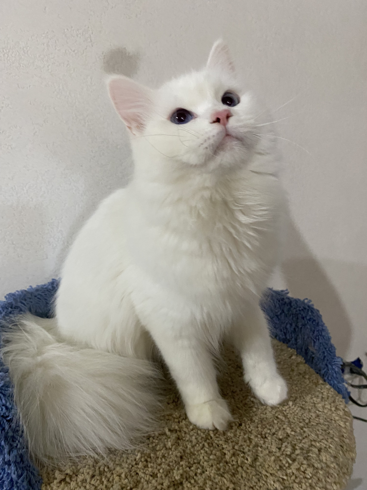 Siberian cat - WaldPerson - Brilliant iz Lukomoriay