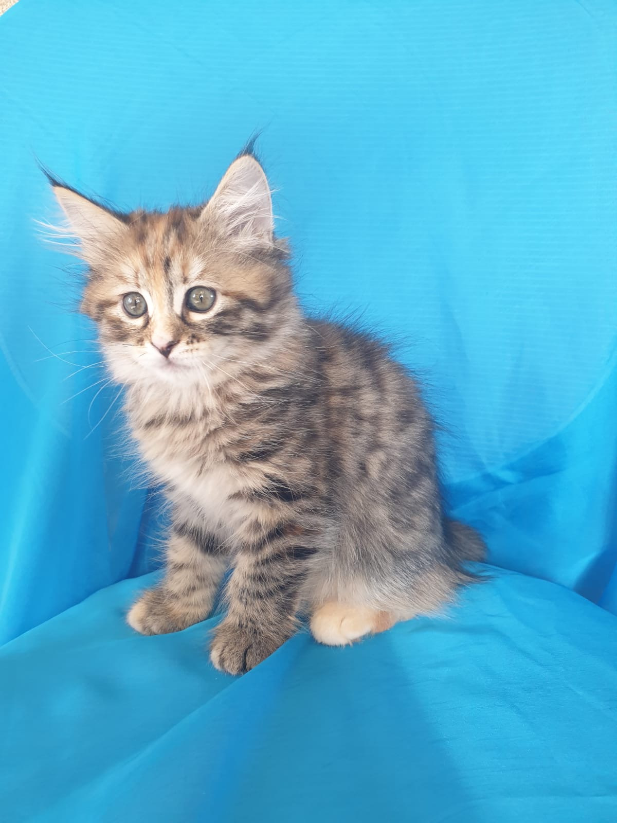 Siberian cat - WaldPerson - Iskra iz Lukomoriay