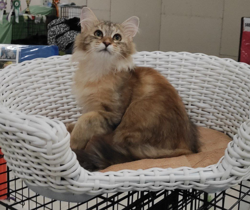 Siberian cat - WaldPerson - Woobrazhulya iz Lukomoriay