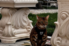 Bengal cat - BONIFACE Deluxe style