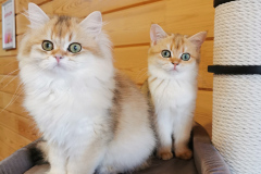 British Longhair - Vom Golden Herz - Love vom Golden Herz