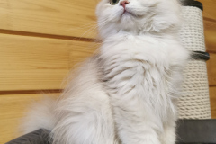 British Longhair - Vom Golden Herz - Maserati vom Golden Herz