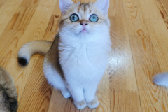 British Shorthair - Vom Golden Herz - Lolly vom Golden Herz