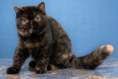 Exotic Shorthair - DT'BEATRIX - DT'BEATRIX CYPA