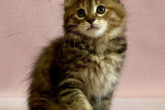 Kurilian Bobtail Longhair - «Krug Shamana» - Athabasca Krug Shamana