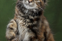 Kurilian Bobtail Longhair - Taiga Romance - Hohloma Taiga Romance