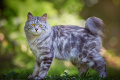 Kurilian Bobtail Longhair - Tender Bobs - Ostin Tender Bobs