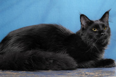 Maine Coon - AMELI - Матильда