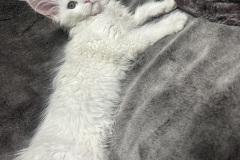 Maine Coon - AMELI - VASILINA BLACK AGATE