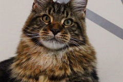 Maine Coon - Pompons Chics - Boomer Pompons Chics
