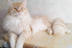 Maine Coon - Remagic Helga - Remagic Helga Albert Einstein
