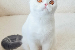 Scottish Fold - Danko-TanVersi - Neon L'Oreillard