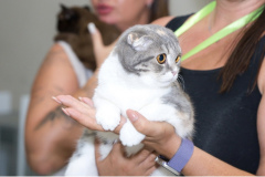 Scottish Fold - Demaris - BUSINKA BEATRIS