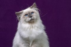 Siberian cat - IZ LUKOMORIAY - Hvalyona iz Lukomoriay
