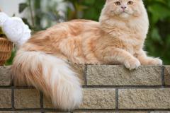 Siberian cat - IZ LUKOMORIAY - Jinger iz Lukomoriay
