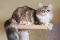 Siberian cat - IZ LUKOMORIAY - Waryag iz Lukomoriay