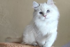 Siberian cat - IZ LUKOMORIAY - Zolushka iz Lukomoriay