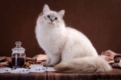 Siberian cat - NevaEnisey - Elvis NevaEnisey