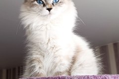 Siberian cat - NevaEnisey - Kikimora NevaEnisey
