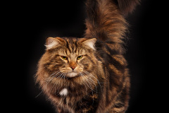 Siberian cat - Taiga Tiger - Bucephalus Taiga Tiger