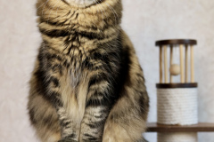 Siberian cat - Taiga Tiger - Edana Taiga Tiger