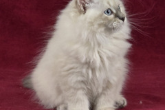 Siberian cat - Vladyka Lesa - Chingizkhan Vladyka Lesa