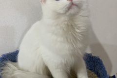 Siberian cat - WaldPerson - Brilliant iz Lukomoriay