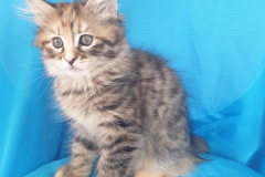Siberian cat - WaldPerson - Iskra iz Lukomoriay