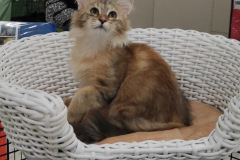Siberian cat - WaldPerson - Woobrazhulya iz Lukomoriay