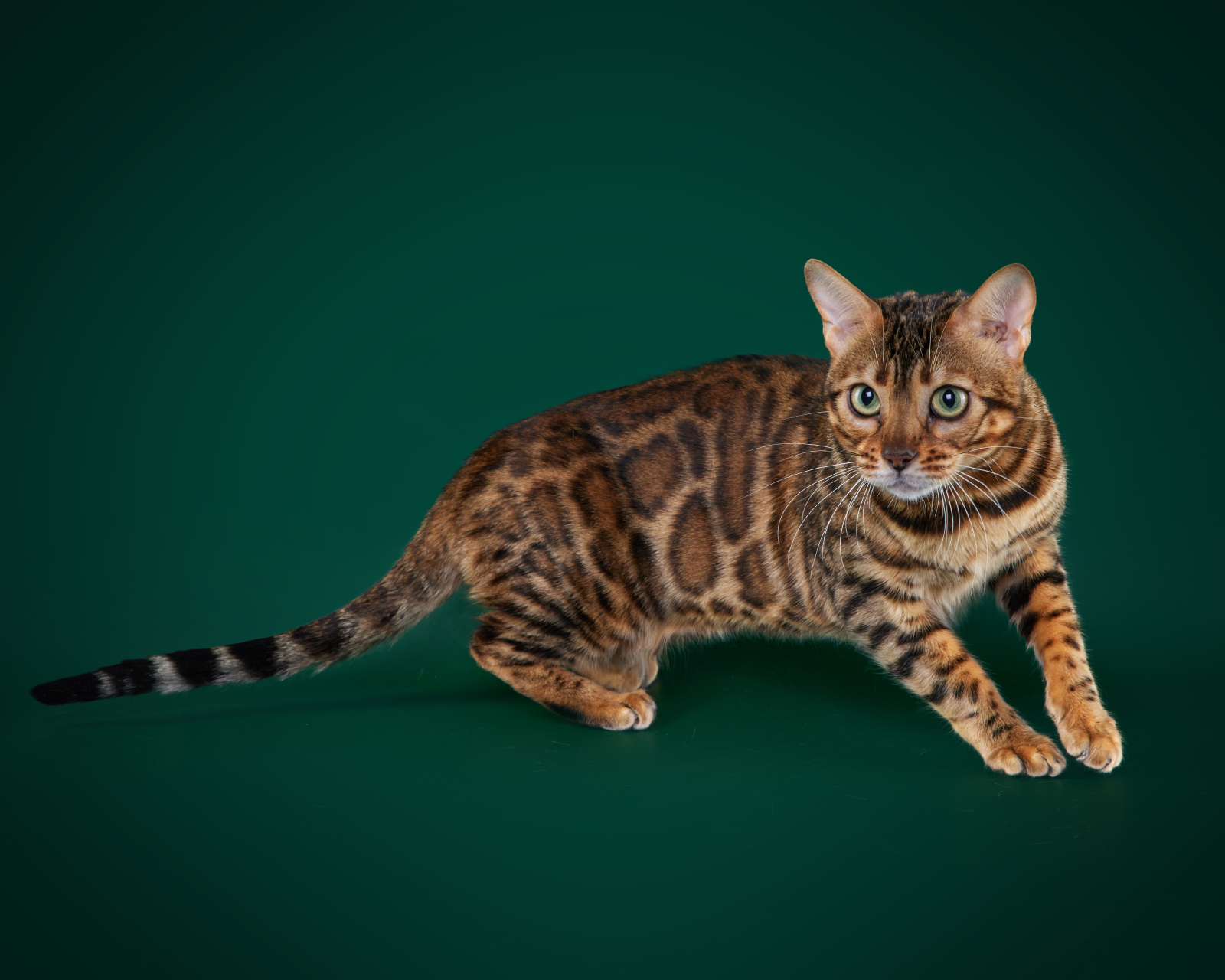 Bengal cat - Mia Asia Memory