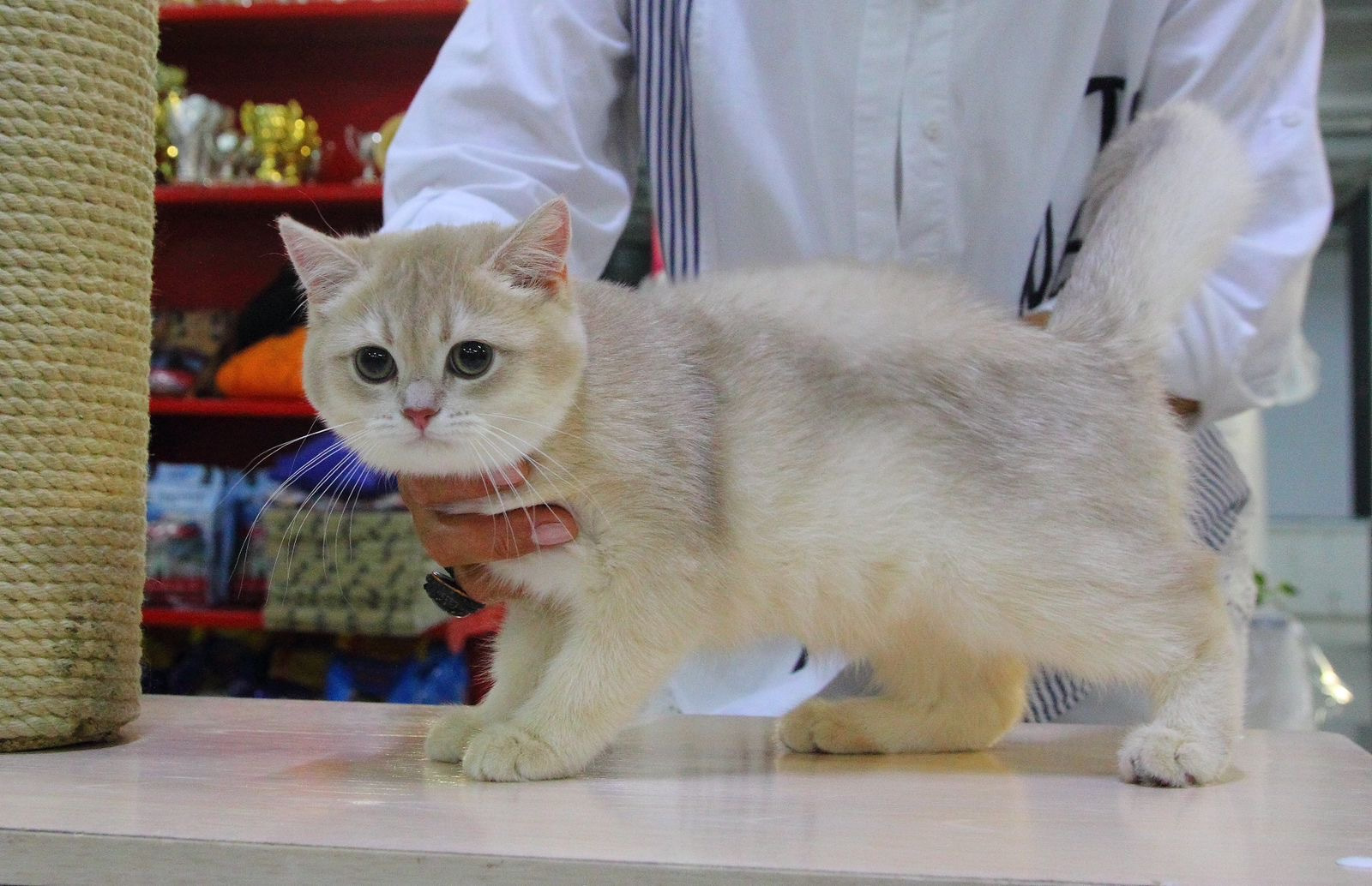 British Shorthair - Achilles Clan Gold - GREY ACHILLES CLAN GOLD