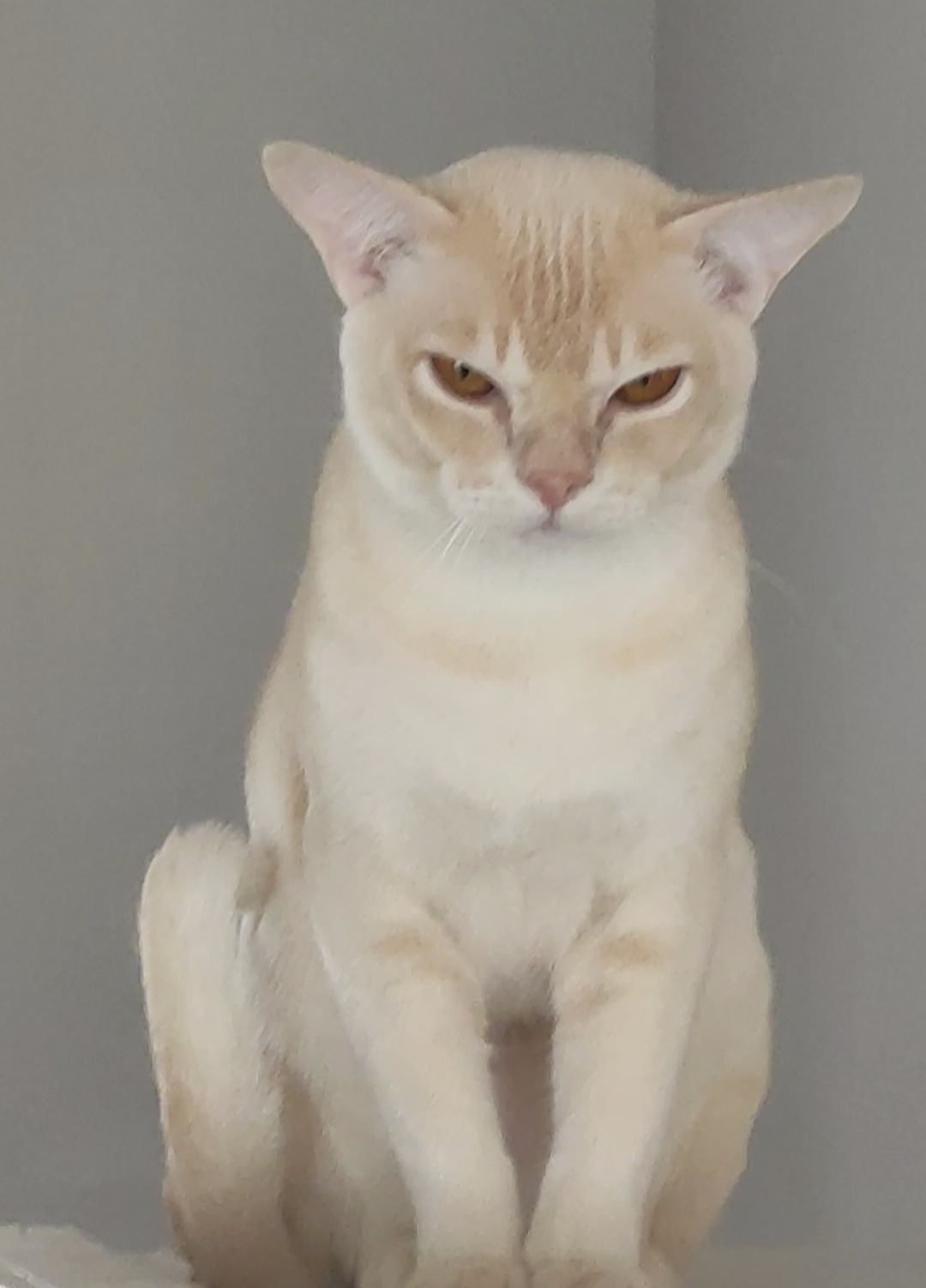 Burmese cat - Yakhont Bandle City